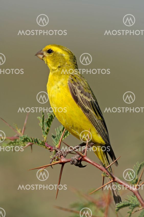 Yellow canary