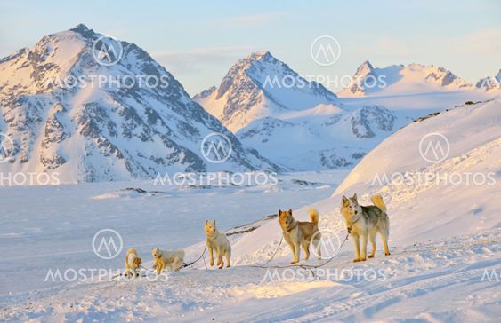 Dog sledging in cold snowy winter