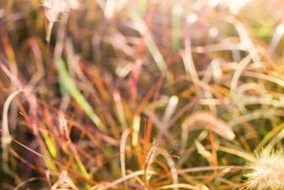 Light through summer grass bokeh Natural background