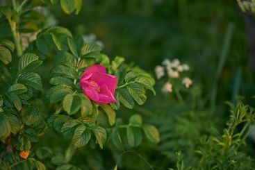 Flowers, landscape and garden with blossom for summer,...