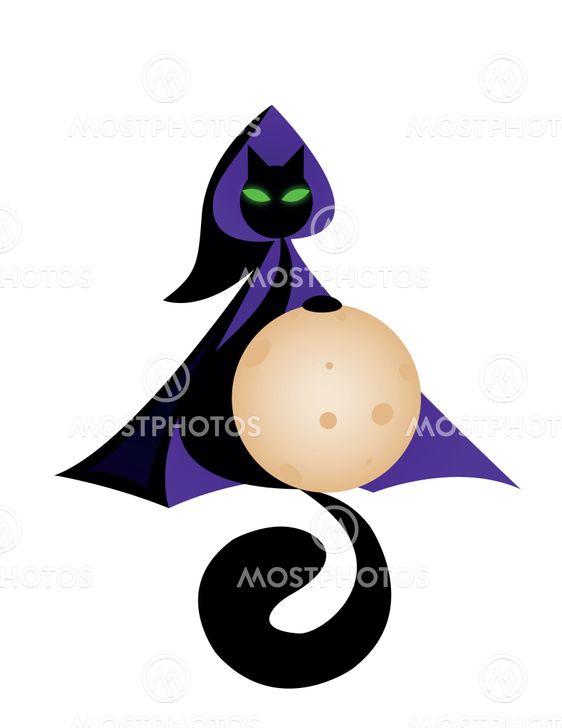 Black cat