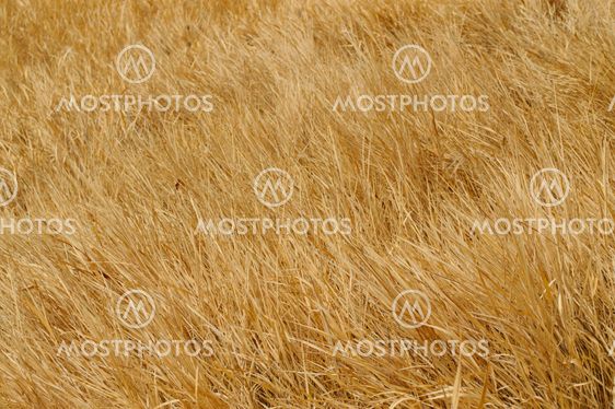 Grass natural background