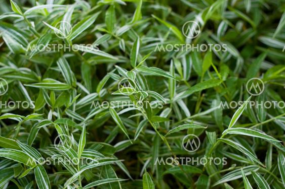 Basket grass
