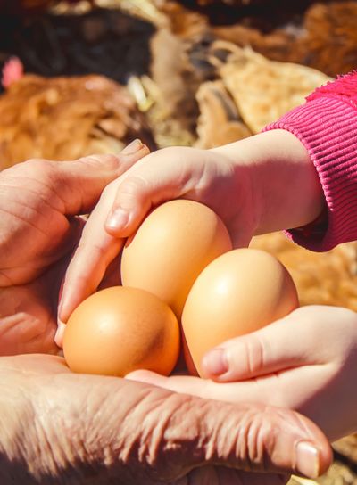 Chicken domestic eggs in hands. Selective focus.