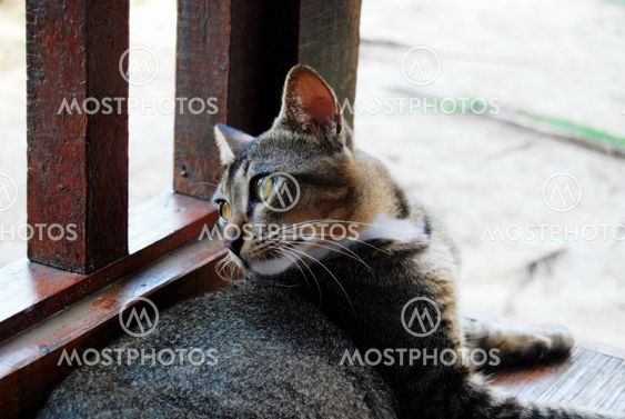 The Next Top Model Cat _ 4