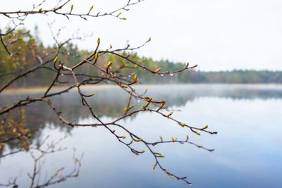 Blad knoppar med vatten droppar på en gren vid en sjö