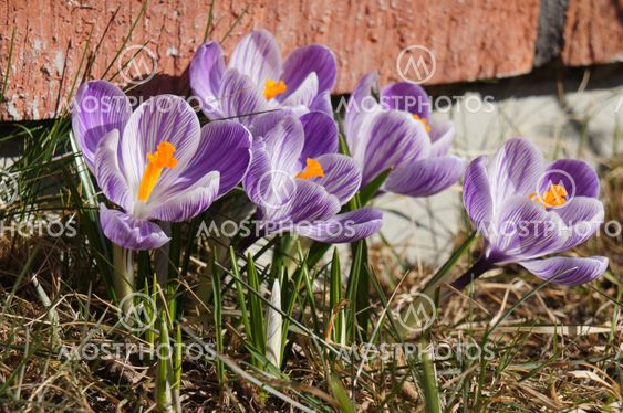 Spring signs