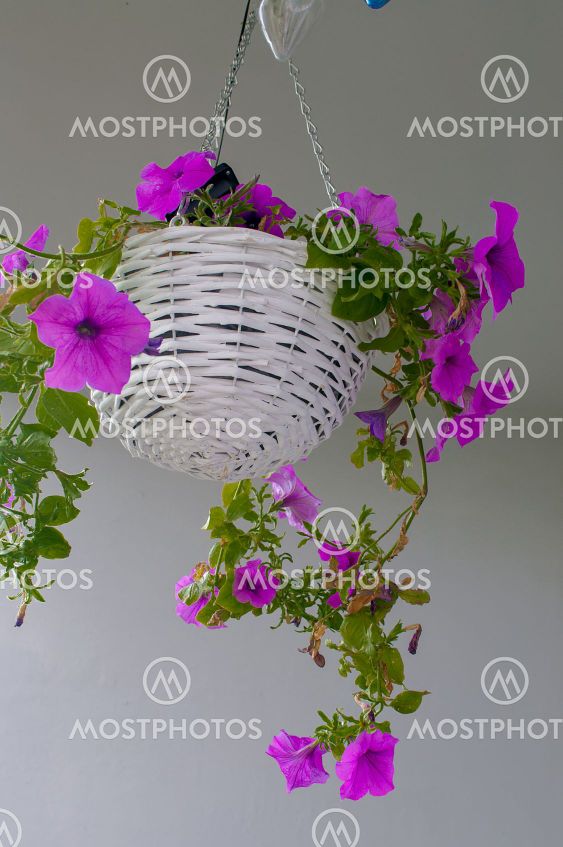Petunia hybrida hort. ex Vilm, hanging flower in a white...