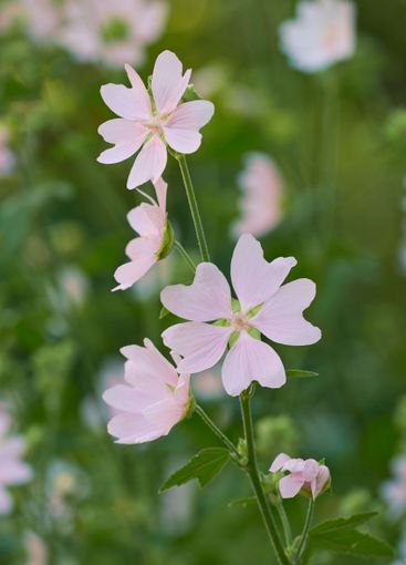 Flowers, landscape and garden with blossom for spring,...