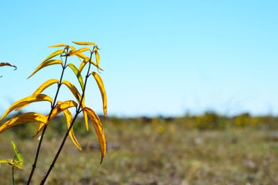 Autumn coloured plant