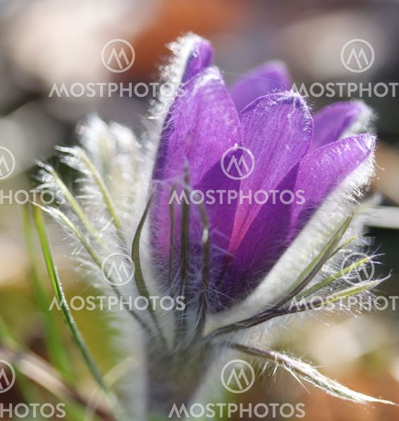 Pulsatilla Vulgaris