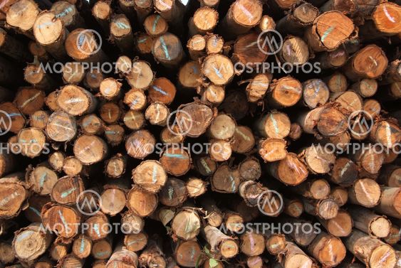 A pile of wood.