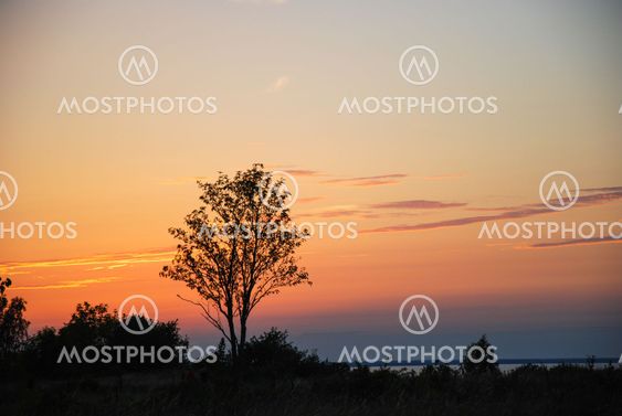 Single tree by a colorful sunset