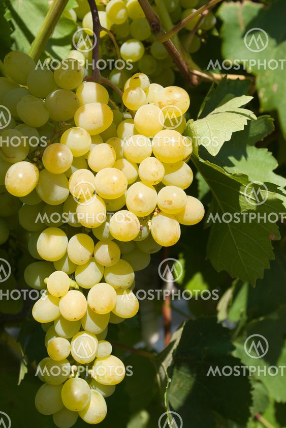 white grape