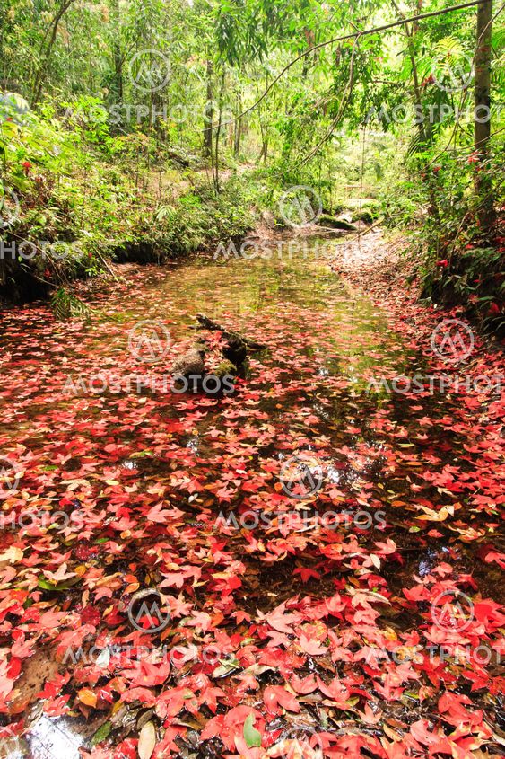 Red maple leaf during fall at Phukradung National Park