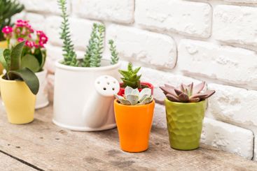 Colorful succulents in pots arranged on a wooden table...