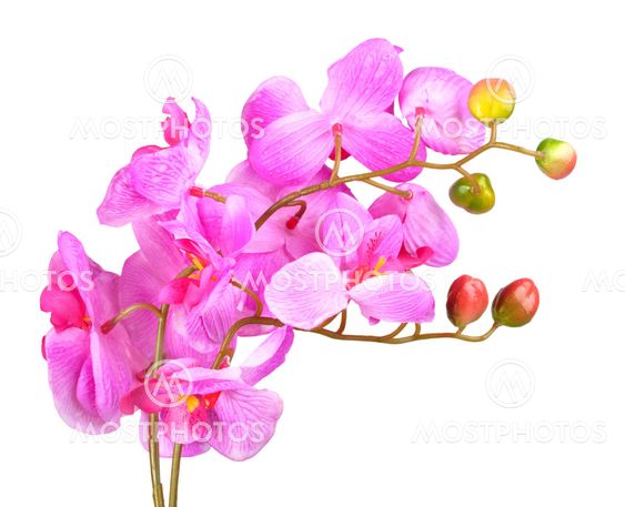 Flowers of pink orchid