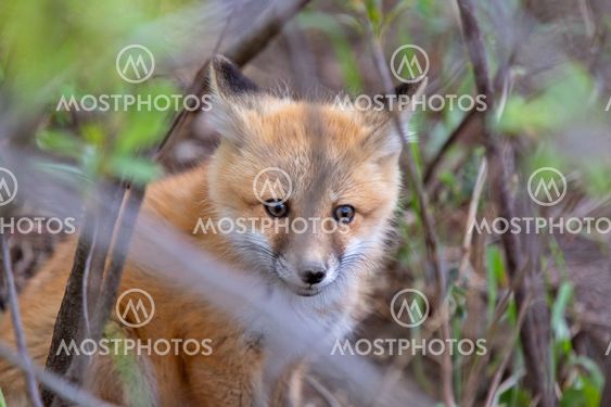 Fox Kits Near Den