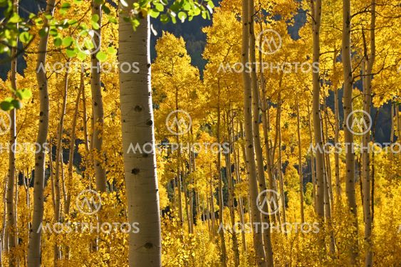 Aspen Grove