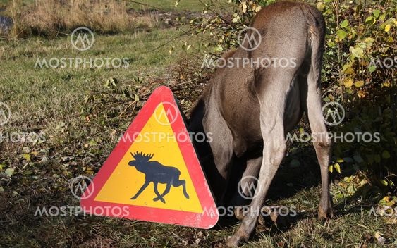 Moose hiding place