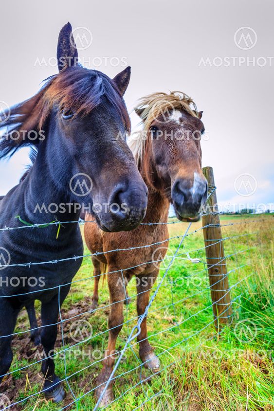 Icelandic ponies
