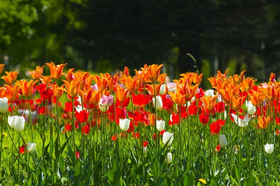 tulips