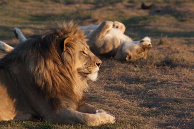 Lazy lions