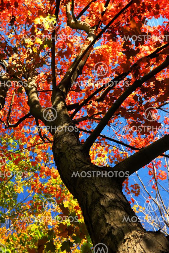 Autumn maple tree