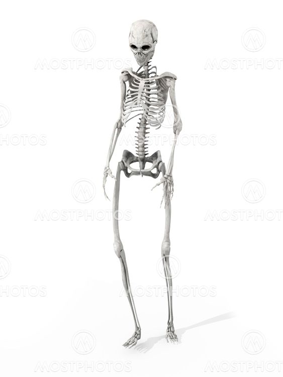 Walking Skeleton