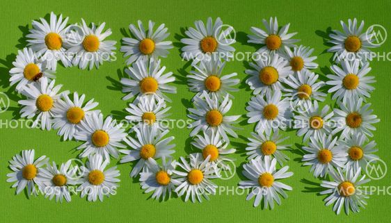 Sun in text with the flower daisy