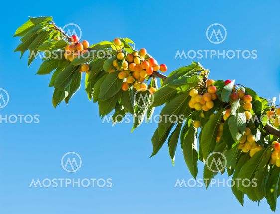 Cherry tree