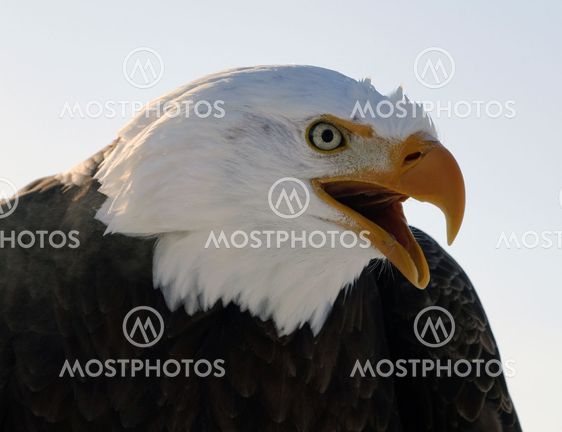 Bald eagle