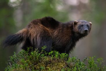 Wolverine (gulo gulo) in the forest late in the evening