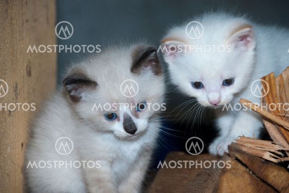 Little Cats in the Tuscan Countryside