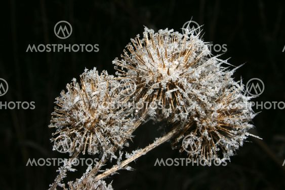 Icy barnacles