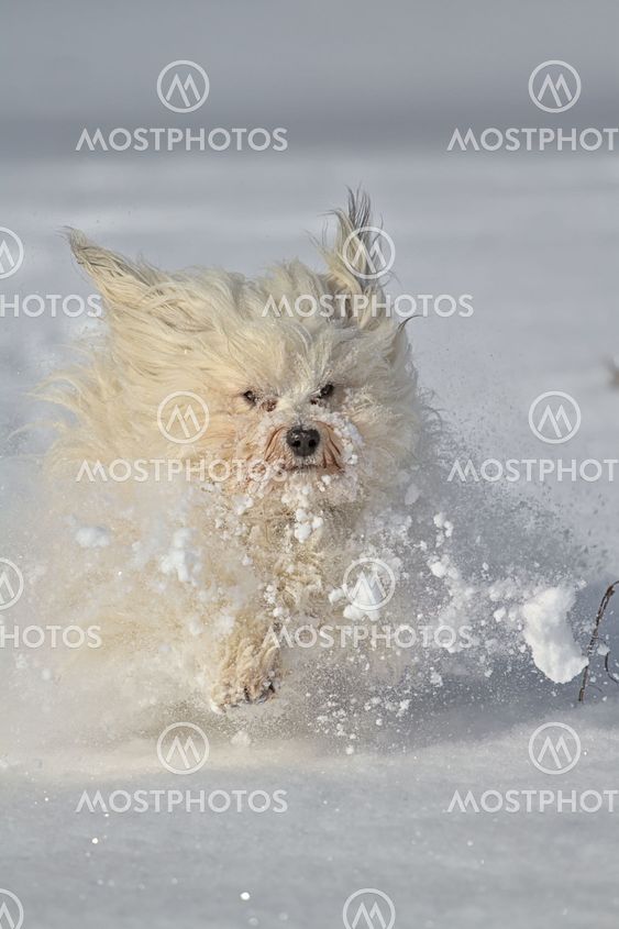Dog playing in the snow