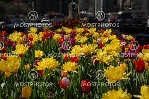Downtown street in spring