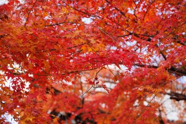 Beautiful Red maple forest leaves in autumn season...