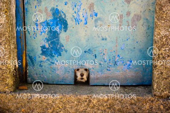 Dog at the door
