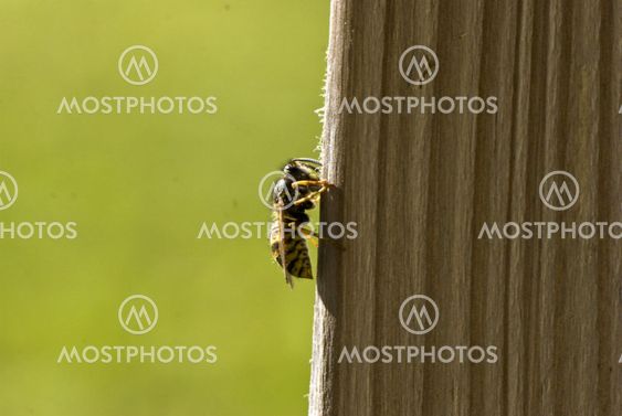 bee, bee
