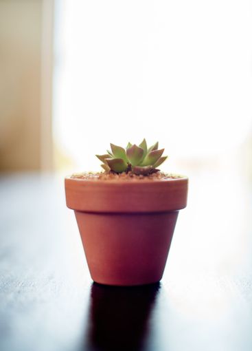 Home, sunlight and pot plant on table for decoration,...