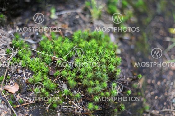 Wild green moss