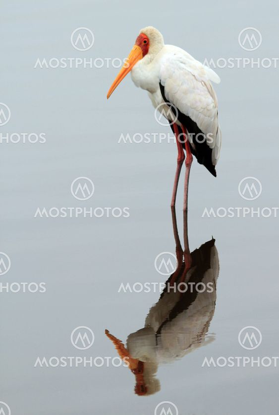 Yellow-billed Stork