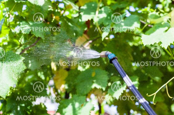 spraying of vineyard by pesticide