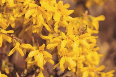 Yellow spring flower forsythia