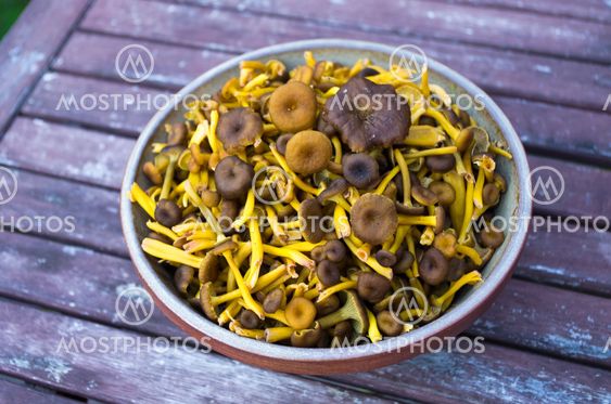 Funnel chanterelles