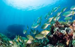 school of fish swimming in the ocean