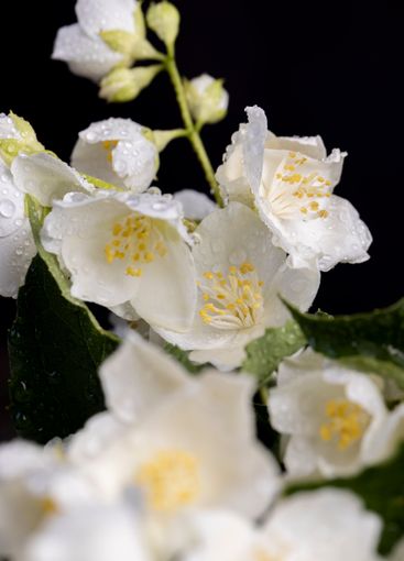 wet white jasmine flowers in the spring season