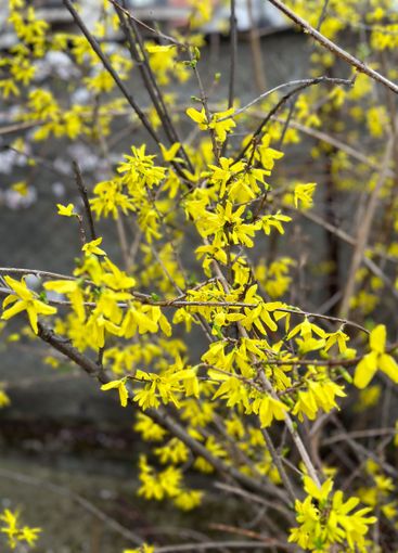 Yellow forsythia blossoms on delicate branches. Concept...