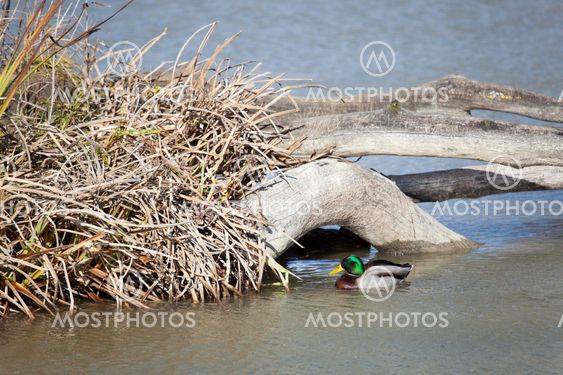 Duck in Salburua, Vitoria, Alava, Spain